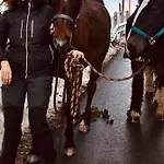 Bed & Breakfast Au Pré Des Chevaux 3*