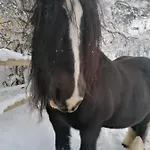 Au Pré Des Chevaux Chateau-d'Oex