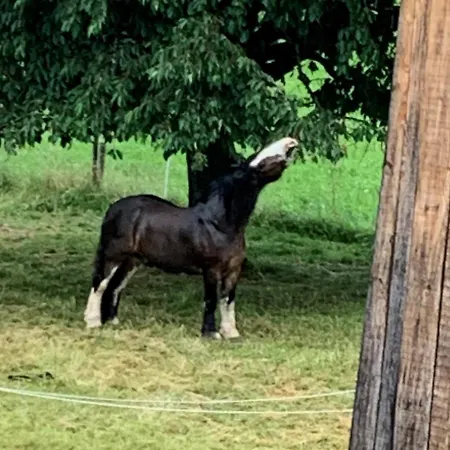 Bed & Breakfast Au Pré Des Chevaux 3*
