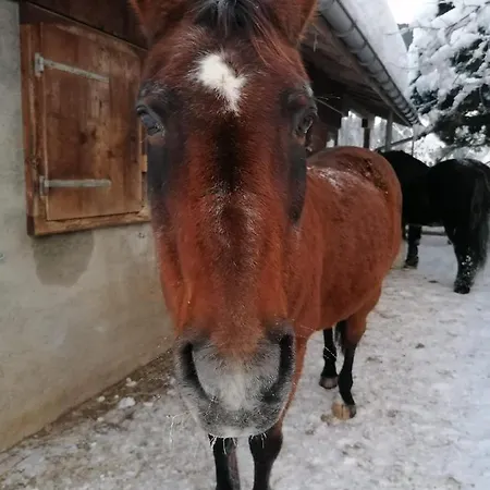 B&B Au Pre Des Chevaux *
