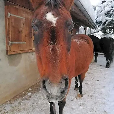 Au Pre Des Chevaux לינה וארוחת בוקר