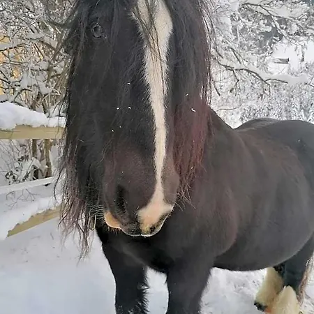 לינה וארוחת בוקר Au Pre Des Chevaux 3*