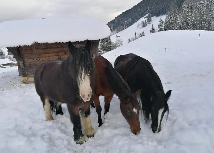 Au Pre Des Chevaux Nocleg ze śniadaniem 3*