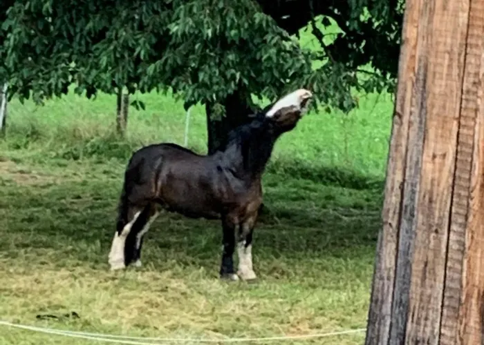 B&B Au Pre Des Chevaux 3*