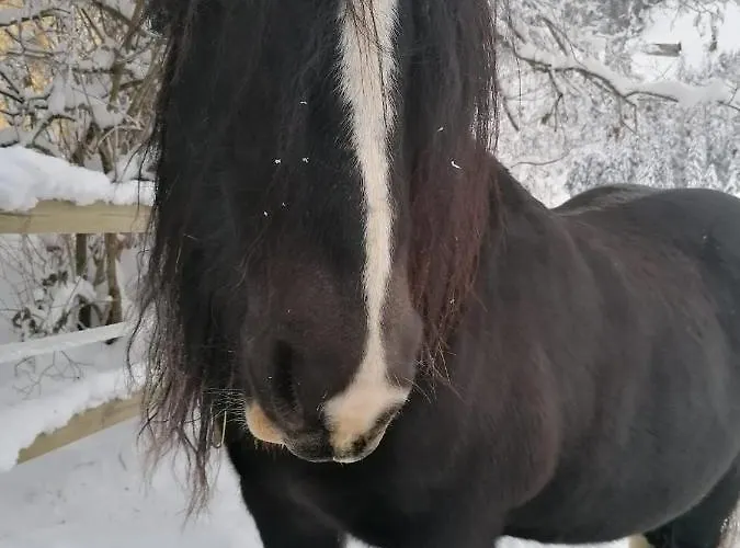 Au Pre Des Chevaux 샤또데