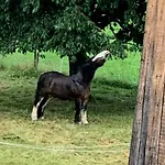 ベッド・アンド・ブレックファスト Au Pre Des Chevaux 3*